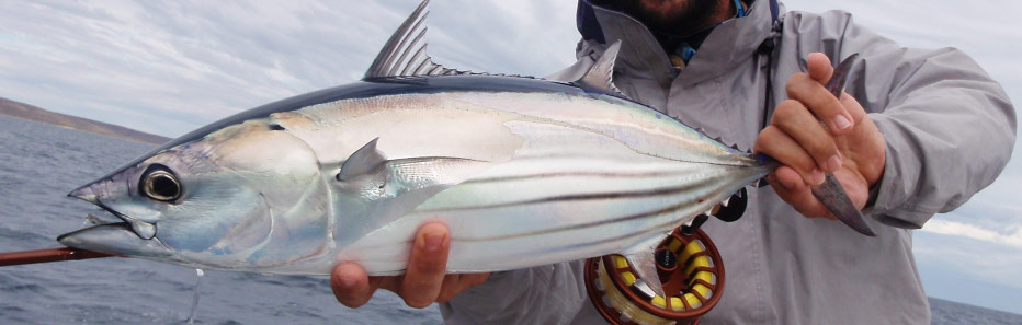 Target Tuna - Striped when you Fly Fish in Australia